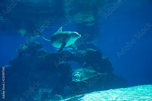 Underwater portrait of happy smiling bottlenose dolphins swimming and playing in blue water