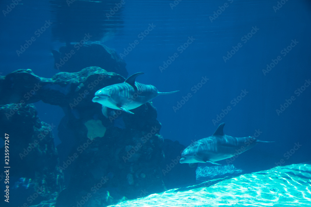 Fototapeta premium Underwater portrait of happy smiling bottlenose dolphins swimming and playing in blue water