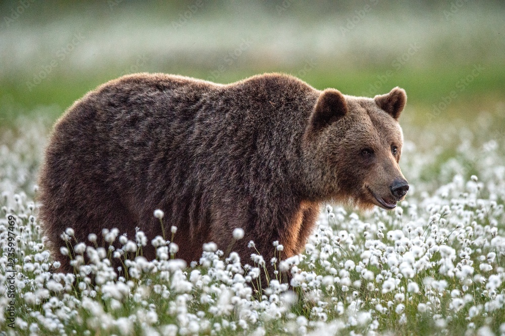 Obraz premium Brown bear in the summer forest on the bog among white flowers. Front view. Natural Habitat. Brown bear, scientific name: Ursus arctos. Summer season.