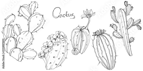 Vector Cactus. Floral botanical flower. Black and white engraved ink art. Isolated cacti illustration element.