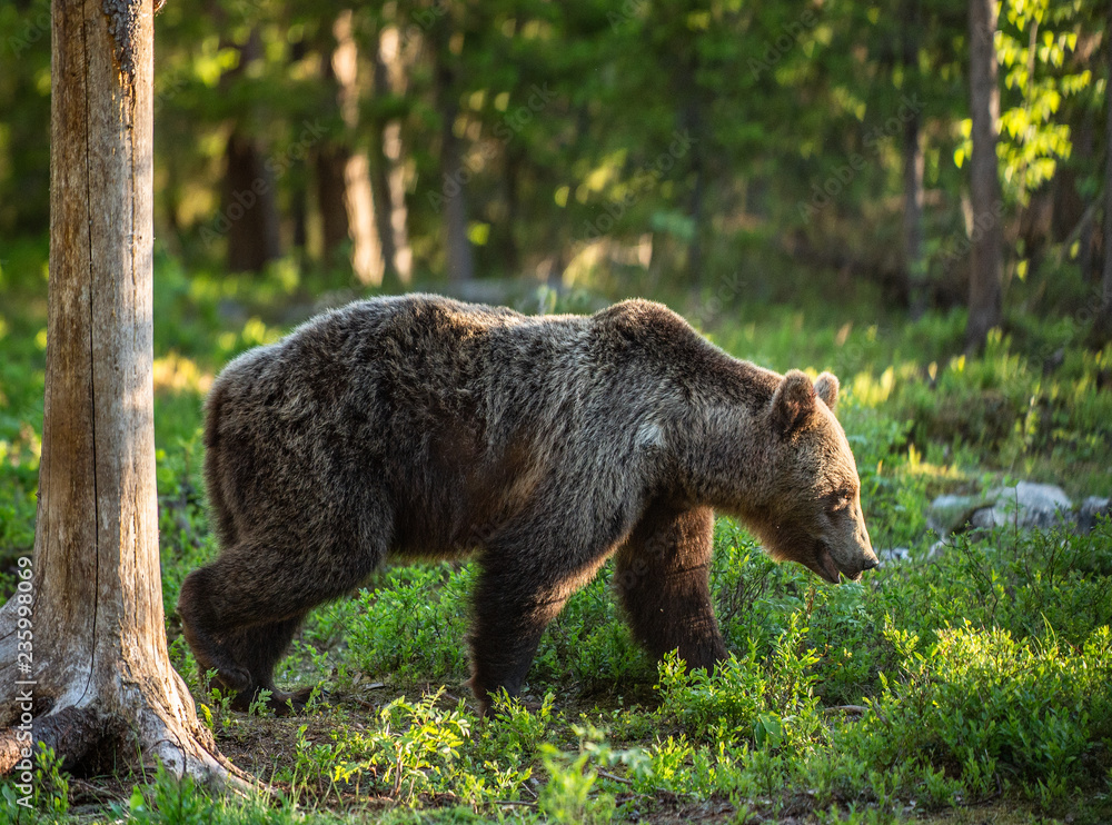 Walking Brown bear in the summer forest. Green forest natural background. Scientific name: Ursus arctos. Natural habitat, summer season.