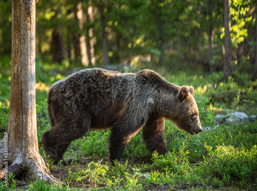 Walking Brown bear in the summer forest. Green forest natural background. Scientific name: Ursus arctos. Natural habitat, summer season.