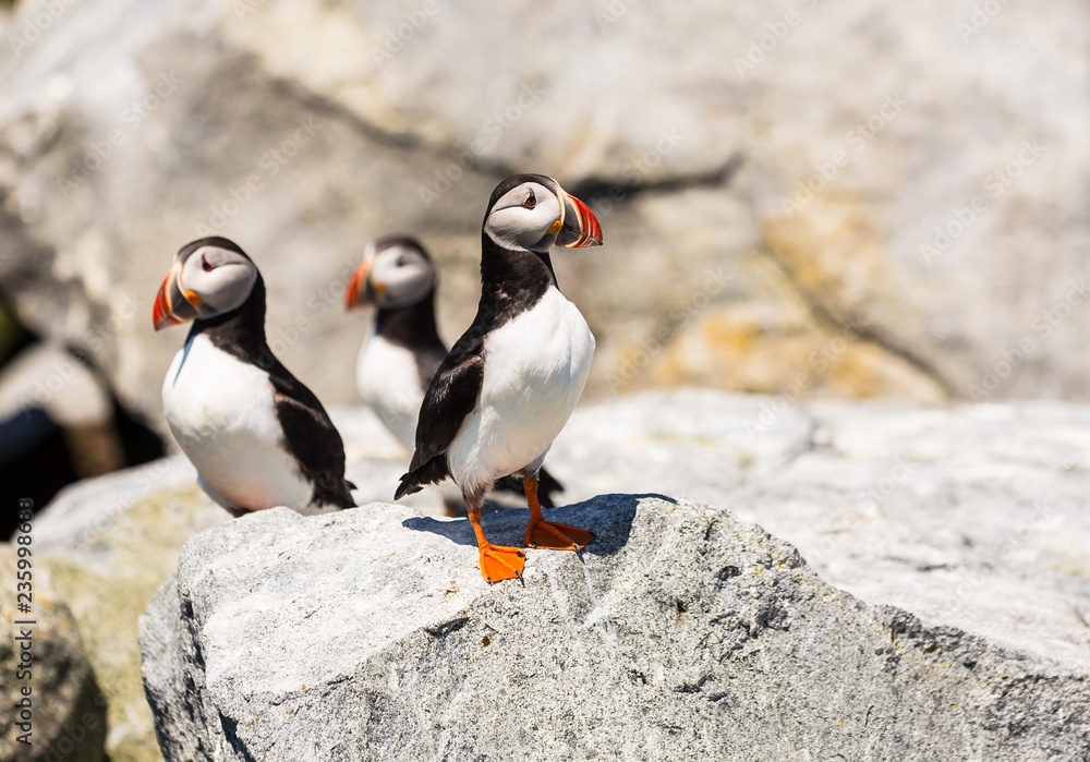 Fototapeta premium Three Atlantic Puffin (Fratercula arctica) perched on large boulder on Macias Seal Island during breeding season. Near Maine and New Brunswick Canada.