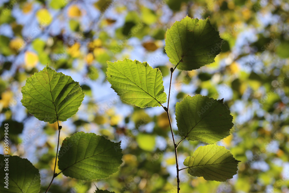 Hazel green yellow leaves branch fall autumn Hazel green yellow leaves branch fall autumn