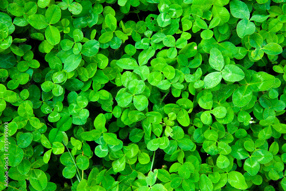 Shamrock natural background Shamrock natural background