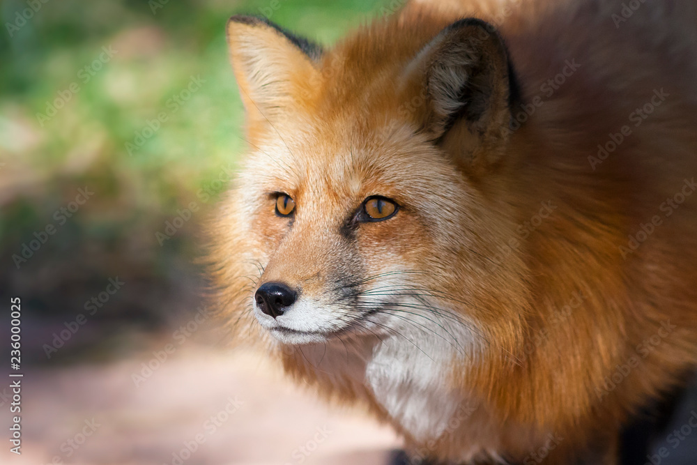portrait of red fox portrait of red fox
