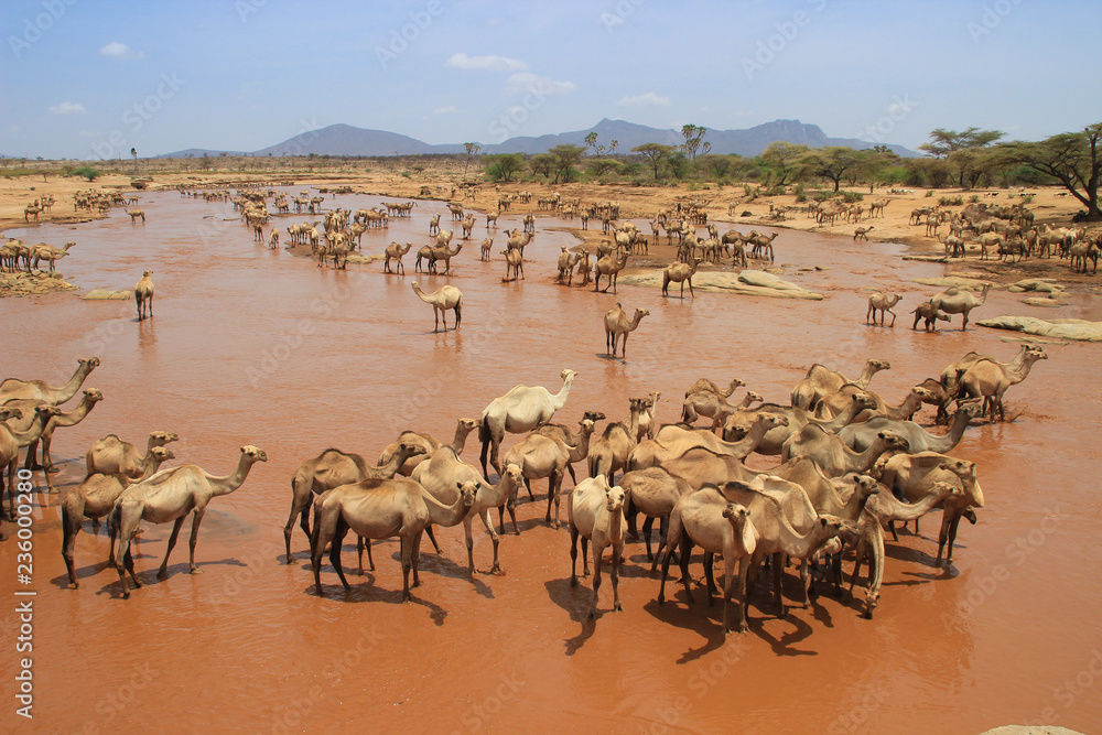 Ταπετσαρία A herd of camels cools in the river on a hot summer day