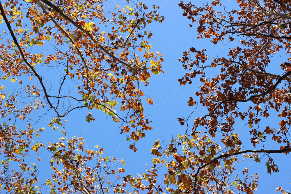 Plane platanus tree branches autumn fall