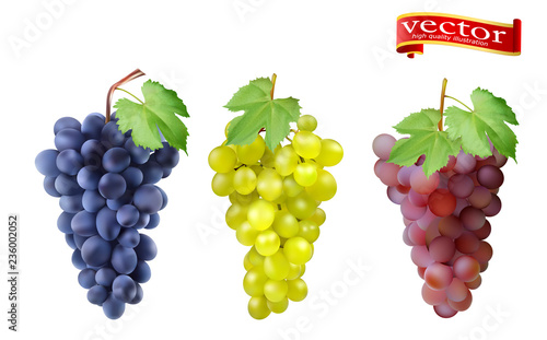 Red, Pink Muscatel and white table grapes, wine grapes.