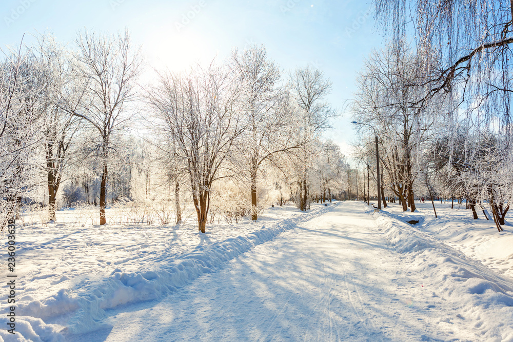 Frosty trees in snowy forest, cold weather in sunny morning. Tranquil winter nature in sunlight. Inspirational natural winter garden or park. Peaceful cool ecology nature landscape background