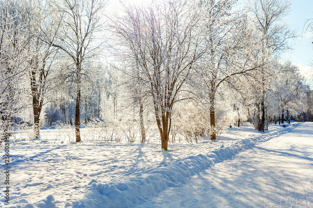 Frosty trees in snowy forest, cold weather in sunny morning. Tranquil winter nature in sunlight. Inspirational natural winter garden or park. Peaceful cool ecology nature landscape background Frosty trees in snowy forest, cold weather in sunny morning. Tranquil winter nature in sunlight. Inspirational natural winter garden or park. Peaceful cool ecology nature landscape background