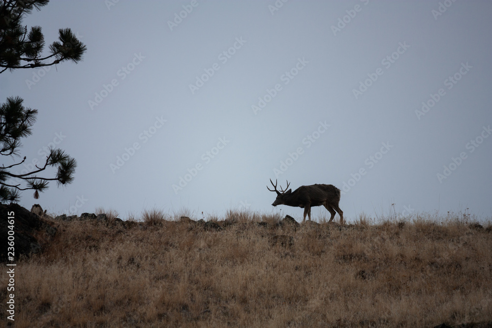 Mule Deer Buck