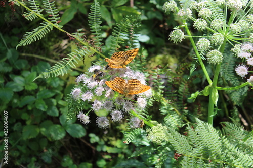 Farfalle in Val di Mello