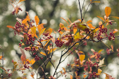 branch with red berries and golden autumn foliage