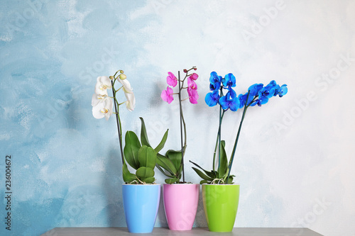 Beautiful tropical orchid flowers in pots on table near color wall