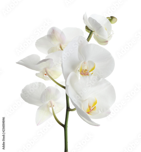 Branch with beautiful tropical orchid flowers on white background © New Africa