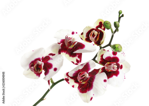 Fototapeta Naklejka Na Ścianę i Meble -  Branch with beautiful tropical orchid flowers on white background