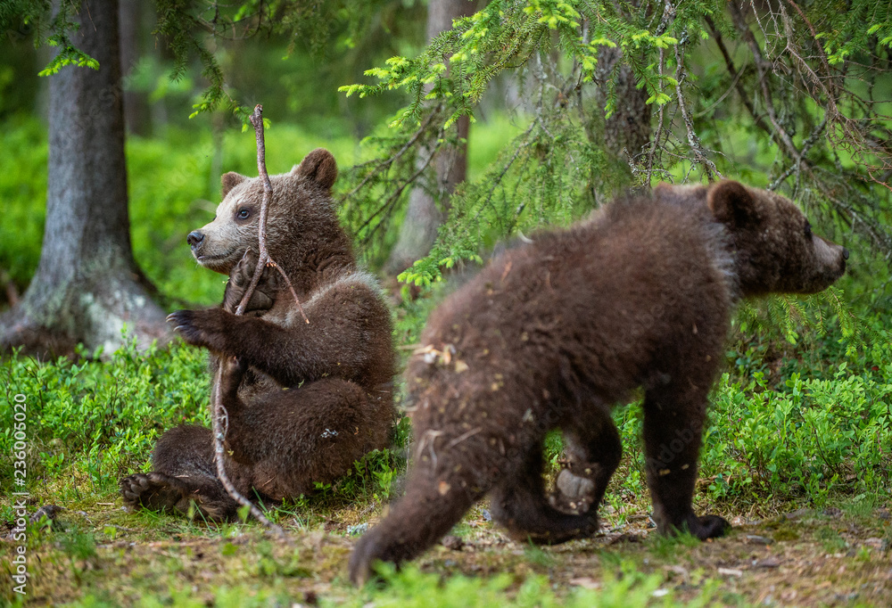 Bear-cub play with branch. bear cubs in the summer forest. Scientific name: Ursus arctos. Natural Green Background. Natural habitat. Summer season. Bear-cub play with branch. bear cubs in the summer forest. Scientific name: Ursus arctos. Natural Green Background. Natural habitat. Summer season.