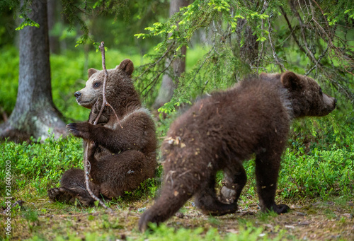 Bear-cub play with branch. bear cubs in the summer forest. Scientific name: Ursus arctos. Natural Green Background. Natural habitat. Summer season.