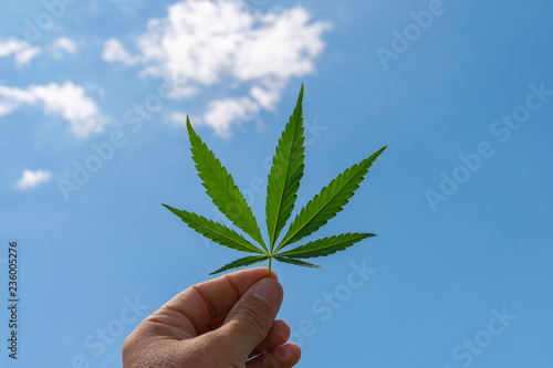 Cannabis leaf, medical marijuana. Cannabis flowers and seeds in green field with back light. Marijuana plant leaves growing high.