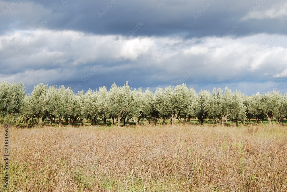 Wild Olive Trees