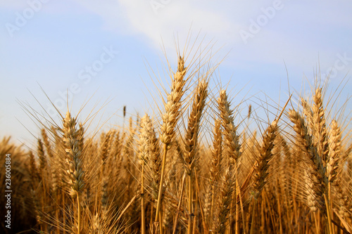 mature grain