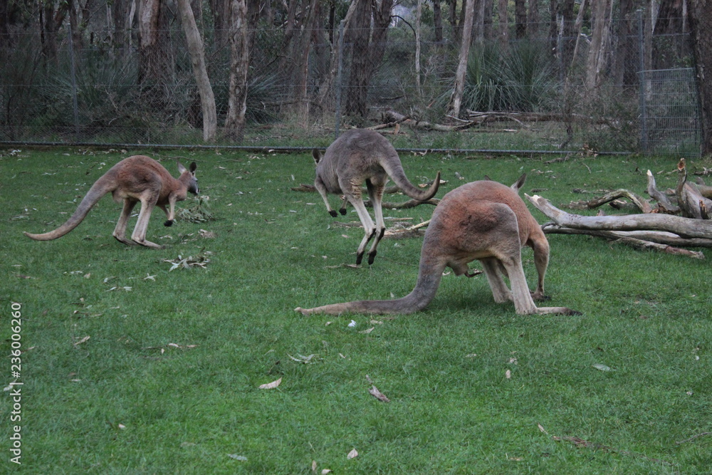 Animal sauvage en liberté en Australie