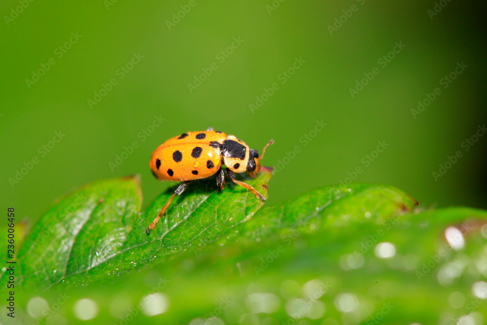 Fototapeta premium Ladybug