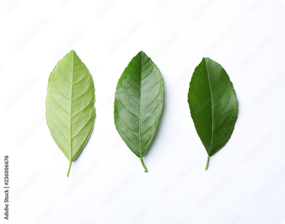Fresh green citrus leaves on white background, top view Fresh green citrus leaves on white background, top view
