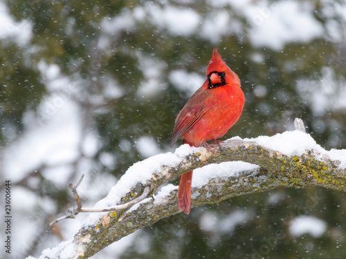 Northern Cardinal Male Perched in Tree on Snowy Day in Winter