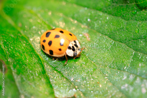 Non-blue ladybug