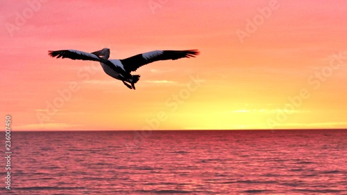 Arrivé d'un pélican en Australie lors d'un coucher de soleil