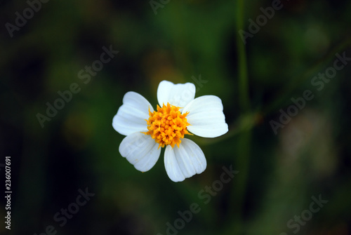 flores de guerrero mexico