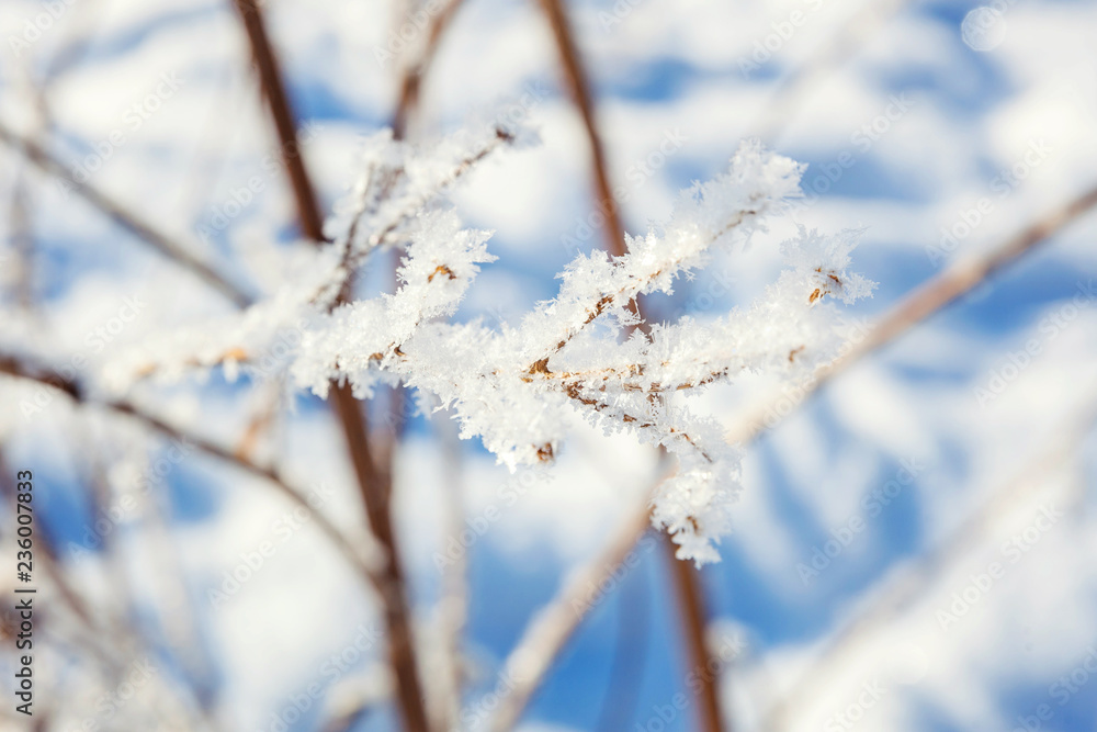 Frosty tree branch in snowy forest, cold weather in sunny morning. Tranquil winter nature in sunlight. Inspirational natural winter garden or park. Peaceful cool ecology nature landscape background Frosty tree branch in snowy forest, cold weather in sunny morning. Tranquil winter nature in sunlight. Inspirational natural winter garden or park. Peaceful cool ecology nature landscape background