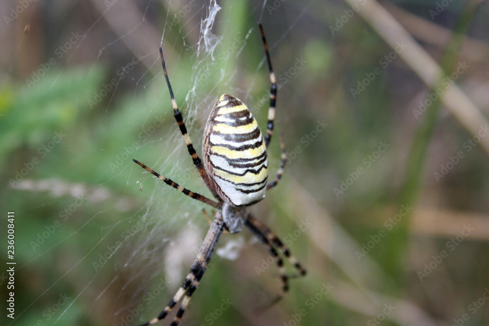 Yellow-black spider in her spiderweb (Argiope bruennichi) Yellow-black spider in her spiderweb (Argiope bruennichi)