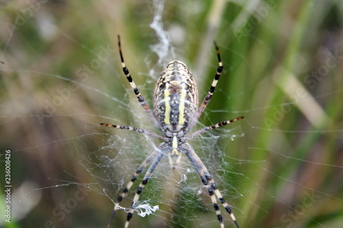Yellow-black spider in her spiderweb (Argiope bruennichi)