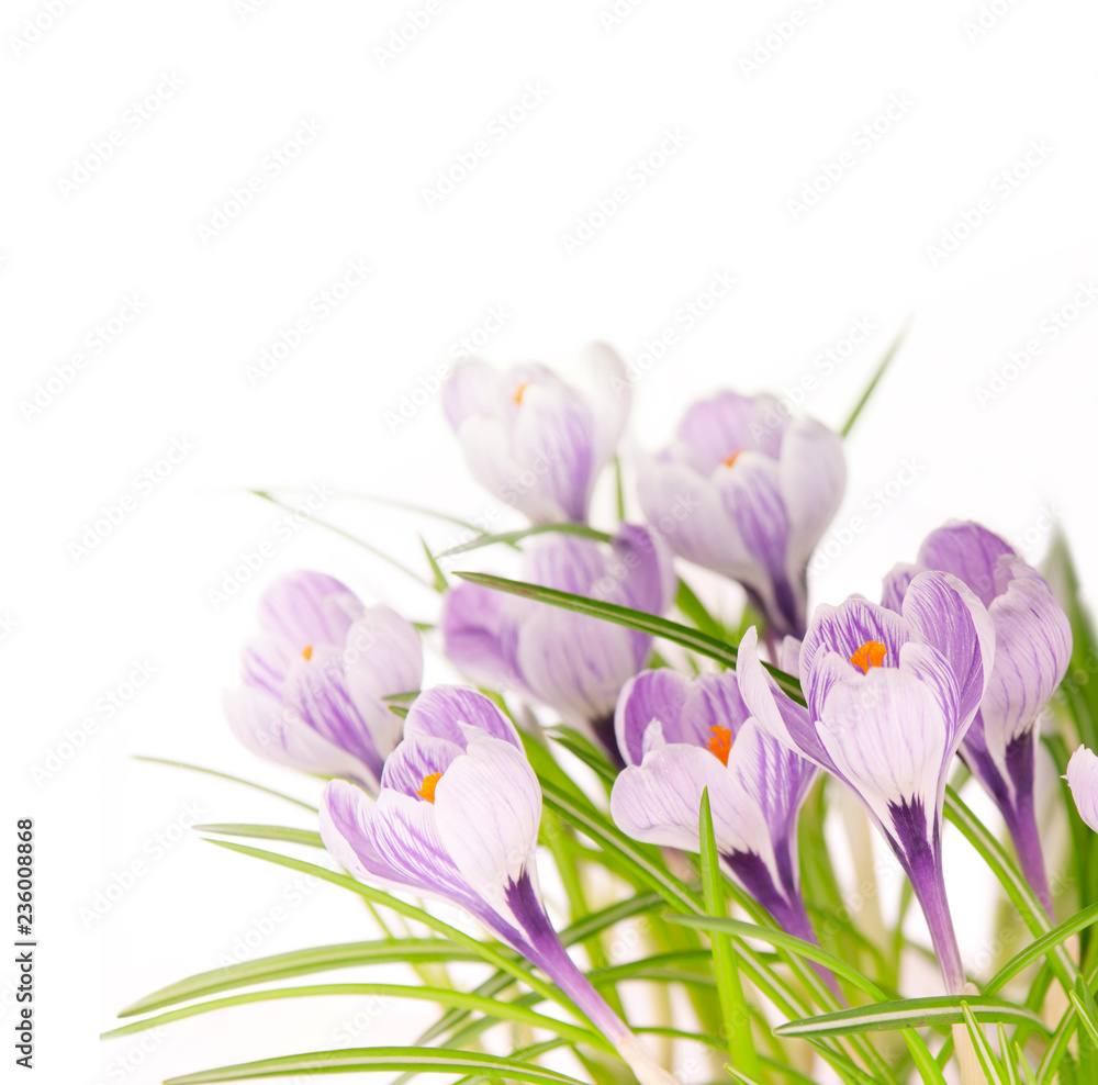 Fototapeta premium crocuses on white background