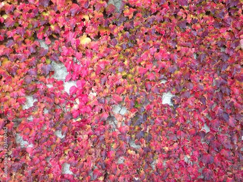 秋の紅葉