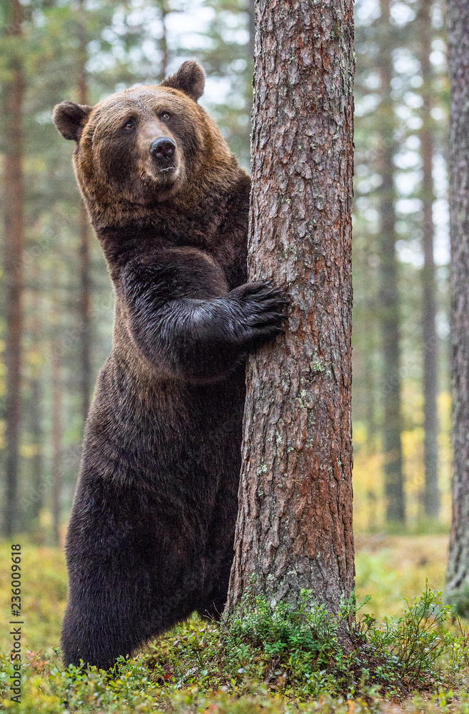 Obraz premium Brown bear standing on his hind legs in the autumn forest among white flowers. Front view. Natural Habitat. Brown bear, scientific name: Ursus arctos. Summer season.