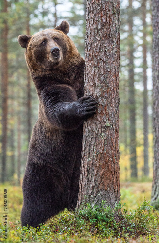 Brown bear standing on his hind legs in the autumn forest among white flowers. Front view. Natural Habitat. Brown bear, scientific name: Ursus arctos. Summer season.