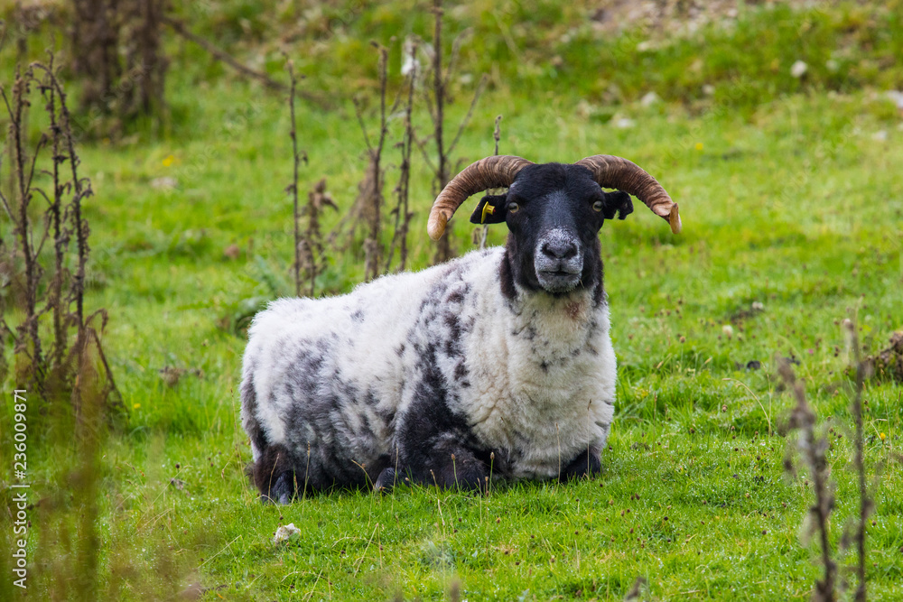 Sheep on Achill Island in Ireland Sheep on Achill Island in Ireland
