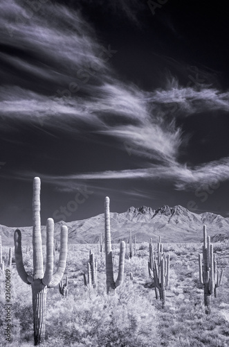 Saguaros and vista of Four Peaks, Mazatzal Mountains, Arizona photo