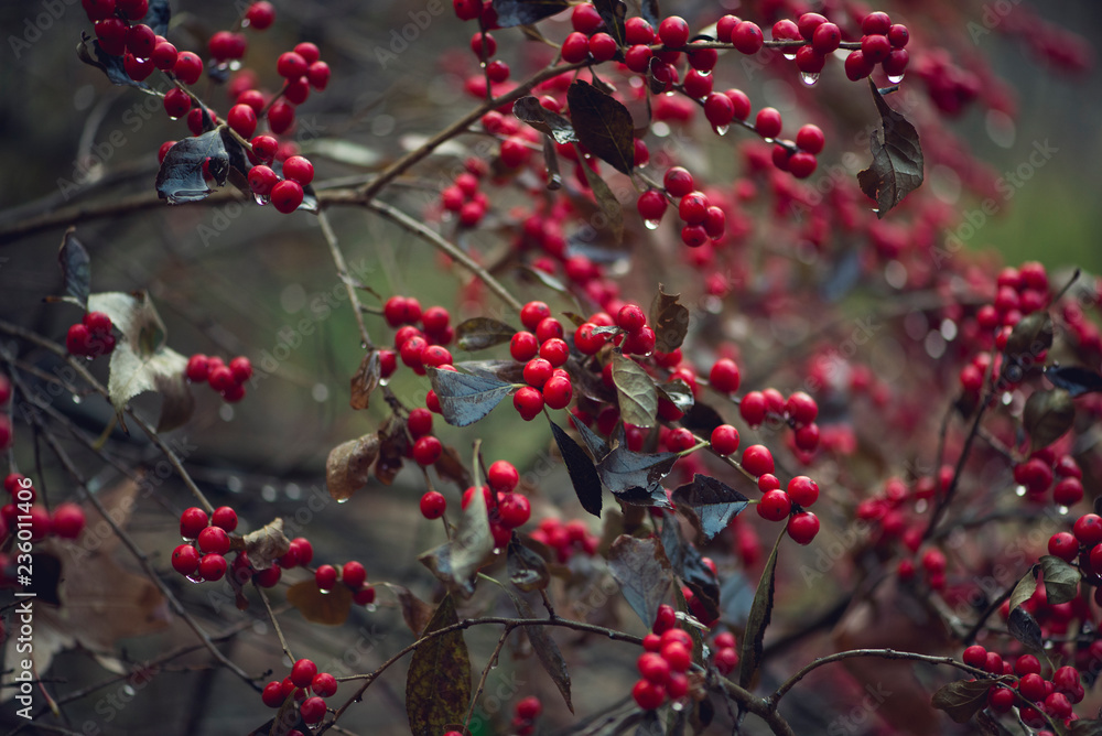 A bush full of red berries in a cold winter rain