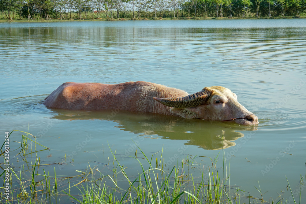 Fototapeta premium White buffalo plays in the lake. Buffalo swimming in the natural pool.