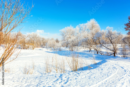 Frosty trees in snowy forest, cold weather in sunny morning. Tranquil winter nature in sunlight. Inspirational natural winter garden or park. Peaceful cool ecology nature landscape background © Юлия Завалишина