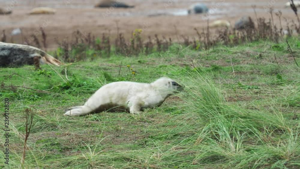 Grey Seal Pup On the Beach Dunes at Donna Nook, Lincolnshire. Grey Seal Pup On the Beach Dunes at Donna Nook, Lincolnshire.