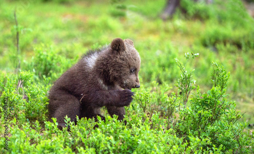 Brown bear cub in the summer forest. Scientific name: Ursus arctos. Natural Green Background. Natural habitat. Summer season.