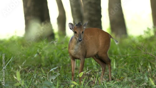 Red Duiker, small Antelope in Mozambique. photo