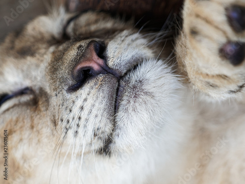 Closeup portrait of cute sleepy lion cub.