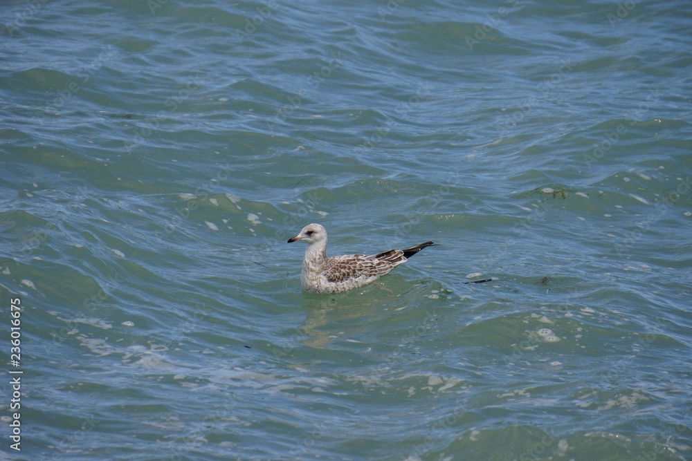 seagull on water seagull on water